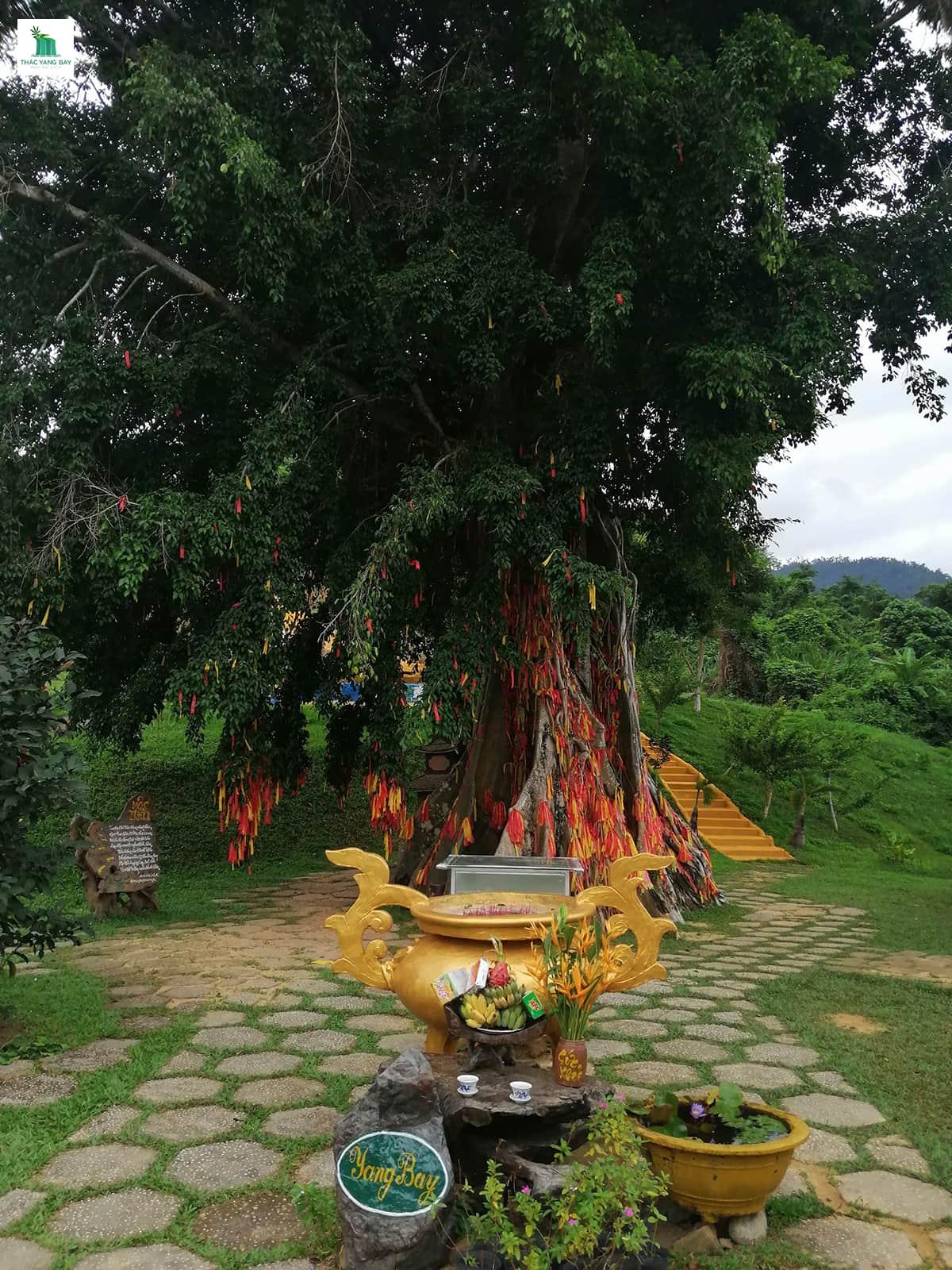 cay-moc-than-thac-yang-bay