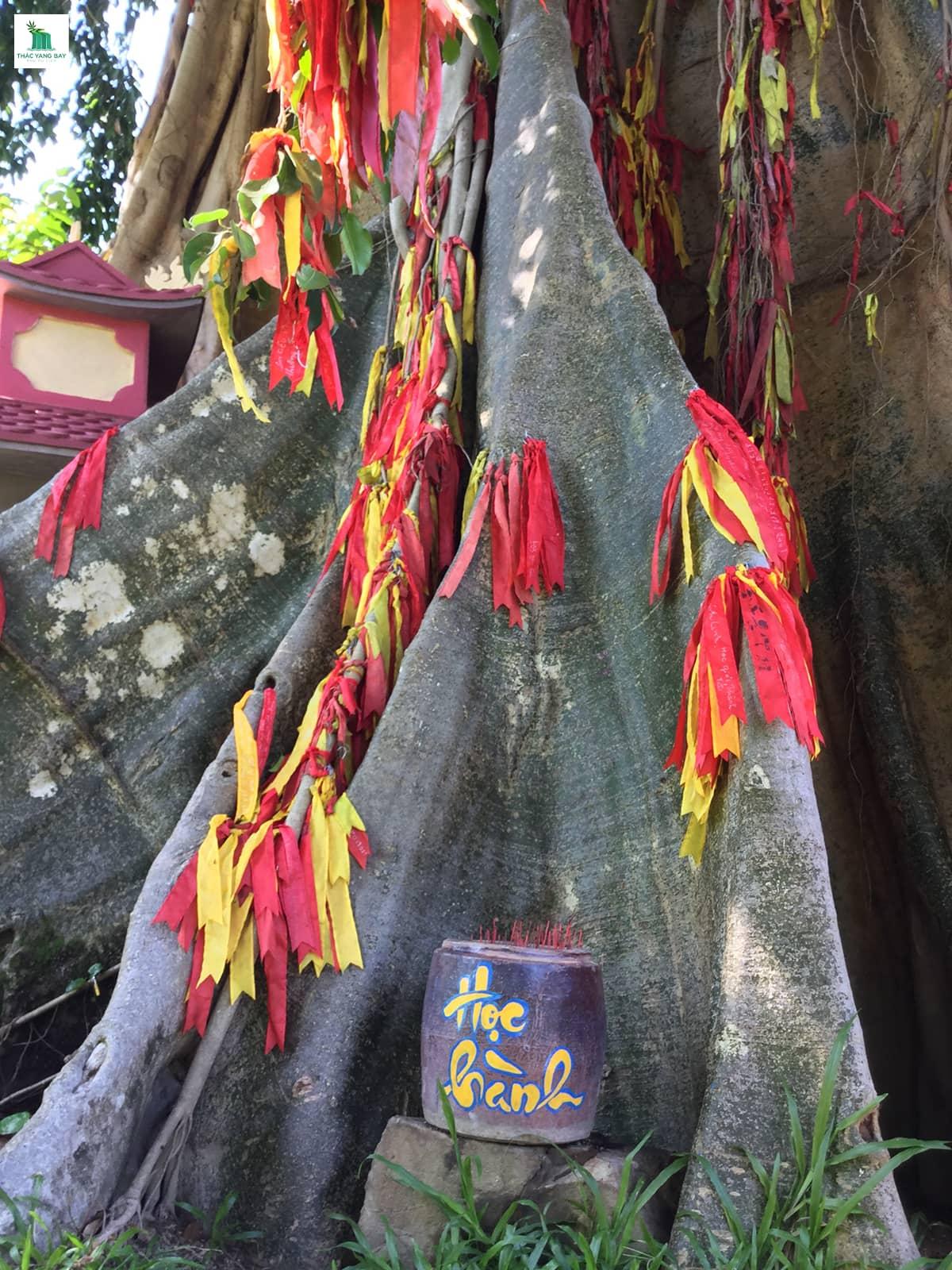 cay-moc-than-thac-yang-bay