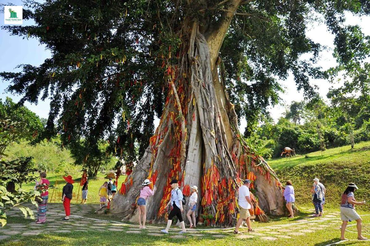 cay-moc-than-thac-yang-bay