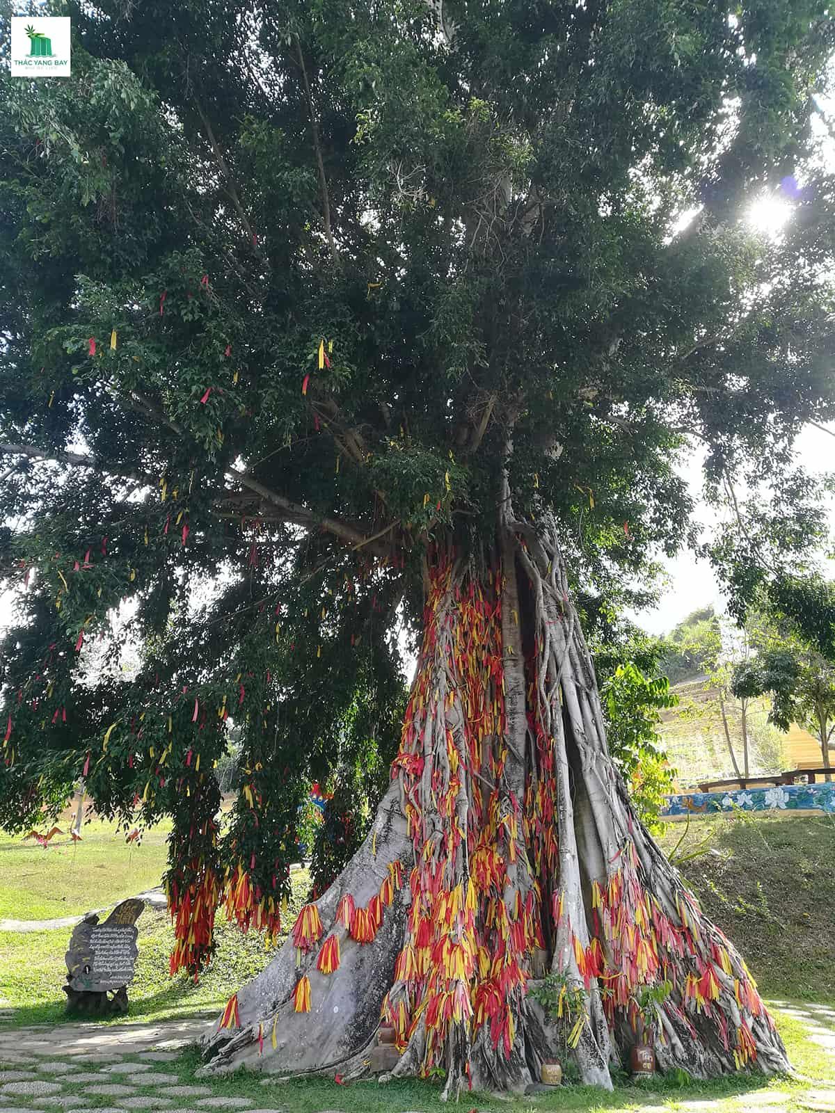 cay-moc-than-thac-yang-bay