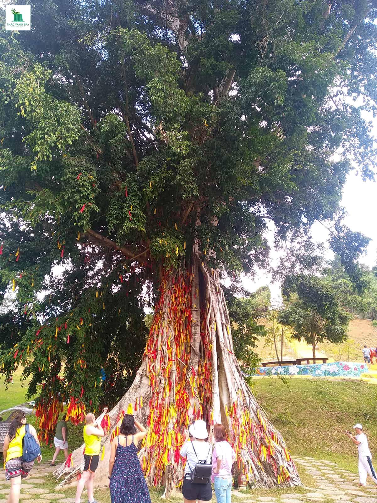 cay-moc-than-thac-yang-bay