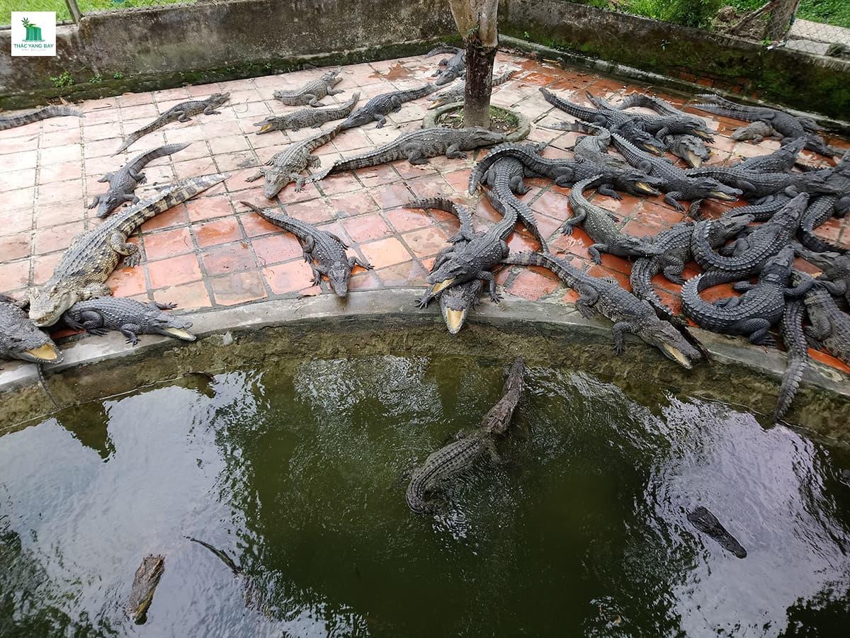 top-5-ly-do-nen-di-du-lich-thac-yang-bay-nha-trang