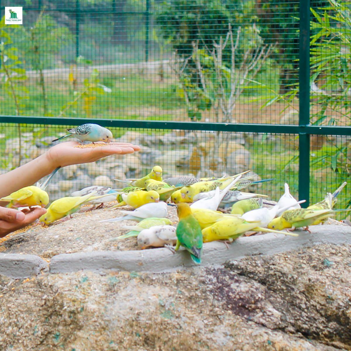 top-5-ly-do-nen-di-du-lich-thac-yang-bay-nha-trang